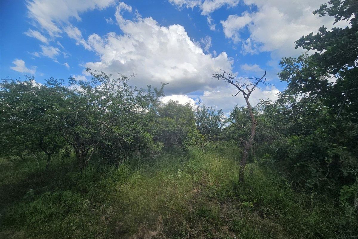 Riverfront stand on Moditlo Wildlife Estate - Photo 3