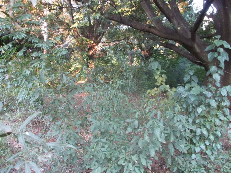 Tranquility - Photo 5