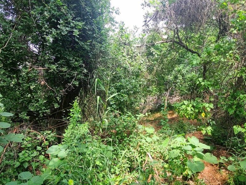 Vacant Stand in Elephant Rock Eco Estate - Photo 7