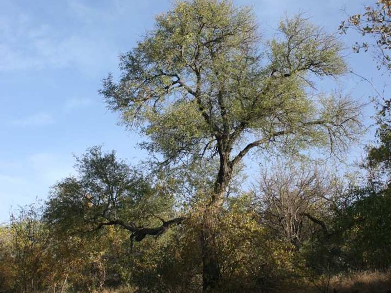 A view of a natural, undeveloped residential plot featuring mature trees and an unpaved access path.