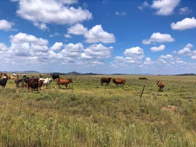 EXCELLENT CATTLE FARM 65 KM FROM BLOEMFONTEIN.NO BUILDINGS - Photo 3