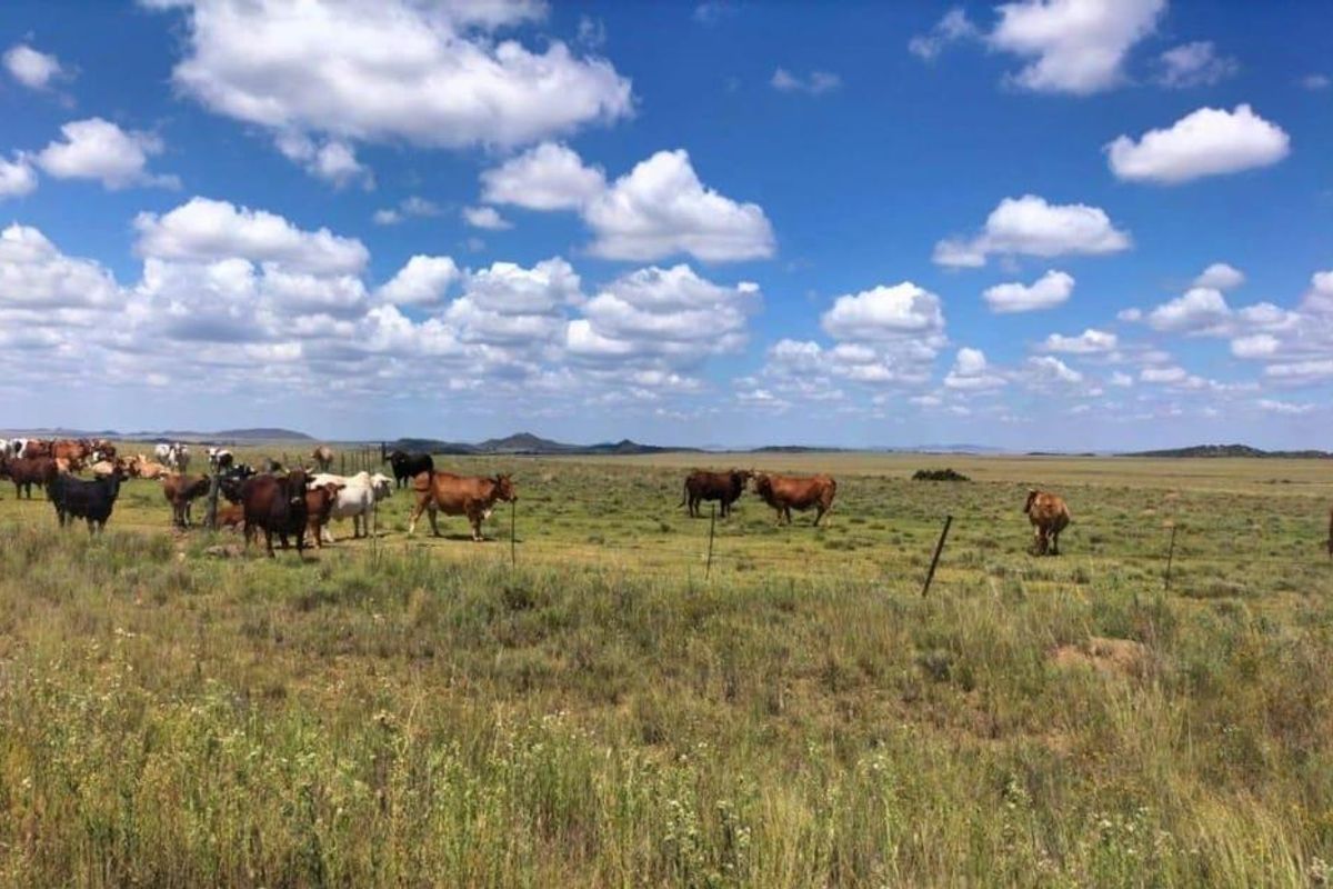 EXCELLENT CATTLE FARM 65 KM FROM BLOEMFONTEIN.NO BUILDINGS - Photo 3