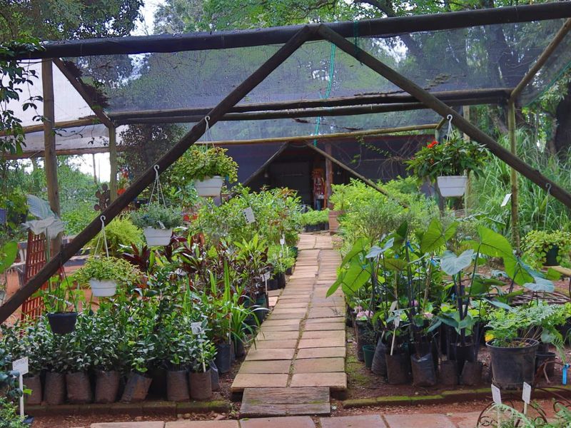 Established Plant Nursery Business For Sale. - Photo 3