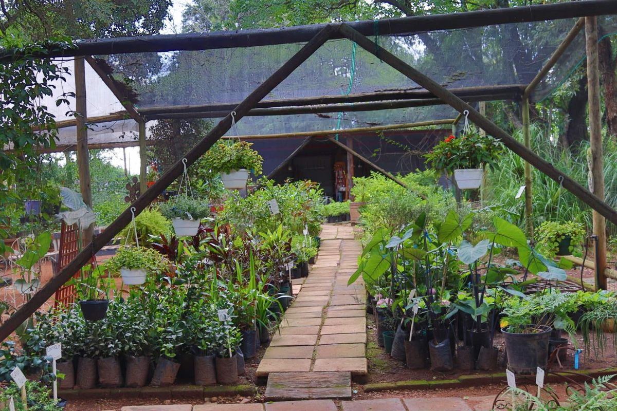 Established Plant Nursery Business For Sale. - Photo 3