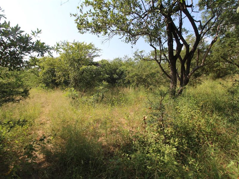 A view of the undeveloped residential land featuring mature trees and natural vegetation.