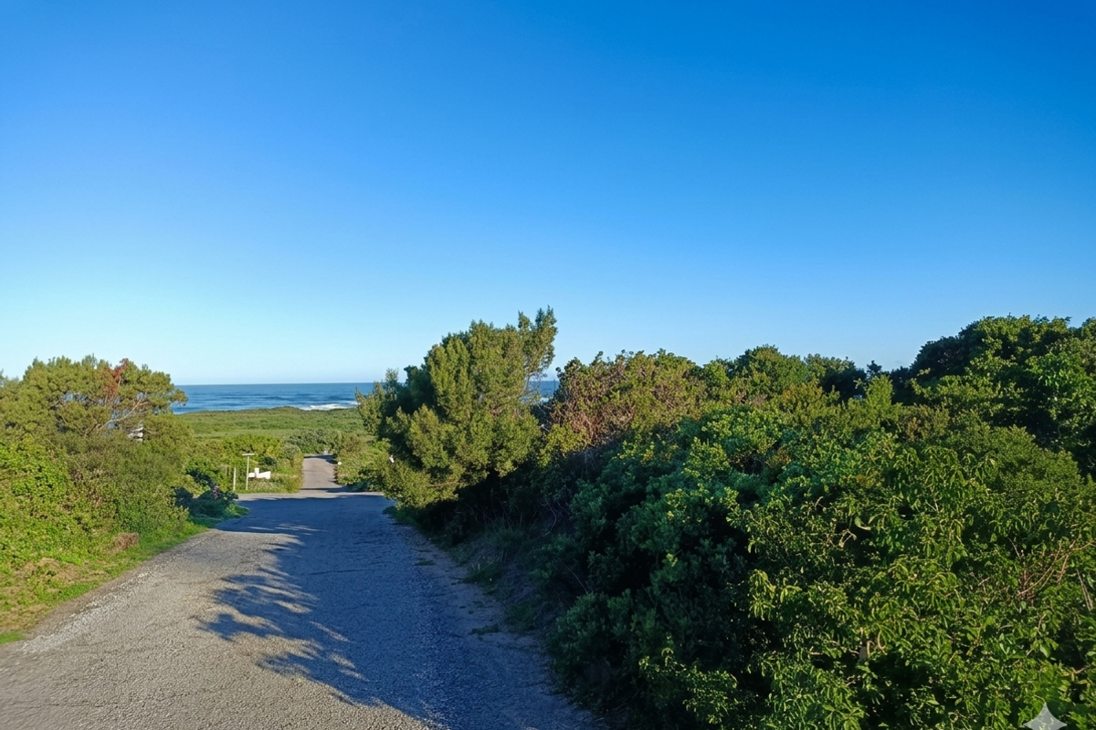 A view of a paved road leading towards the coastline, surrounded by natural coastal vegetation under a clear blue sky.