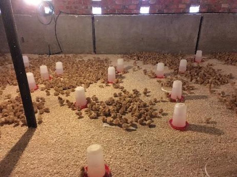 PLOT AND POULTRY BUSINESS FOR SALE – OKAHANDJA - Photo 3