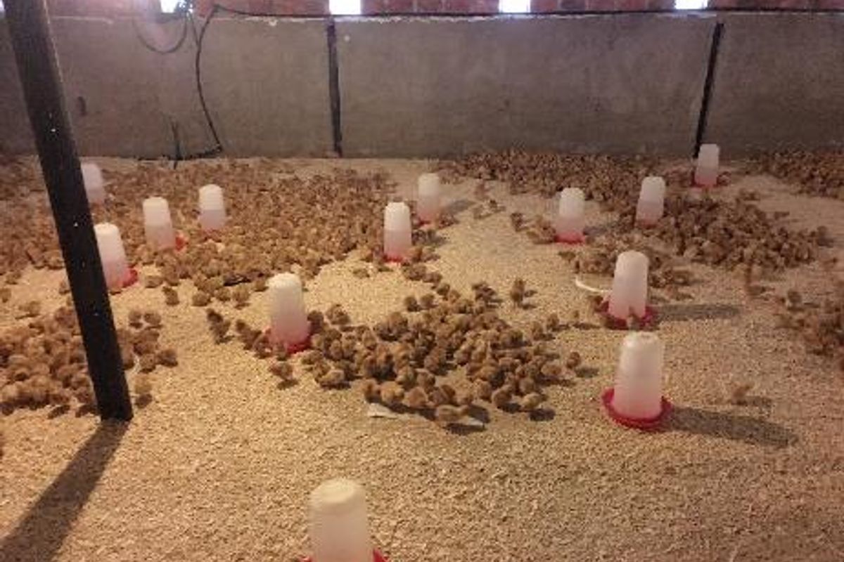 PLOT AND POULTRY BUSINESS FOR SALE – OKAHANDJA - Photo 3