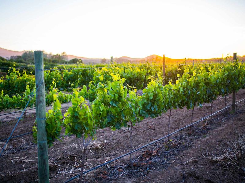 Build a 27 Hectare Legacy Estate on a Scenic Winelands Landscape at Val de Vie Estate - Photo 8