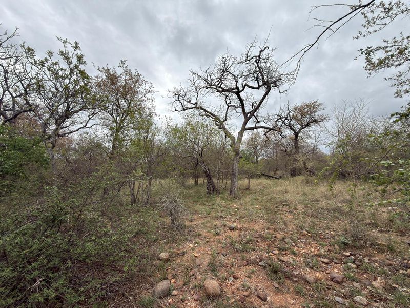 A view of the natural, undeveloped residential land featuring indigenous trees and rocky ground cover.