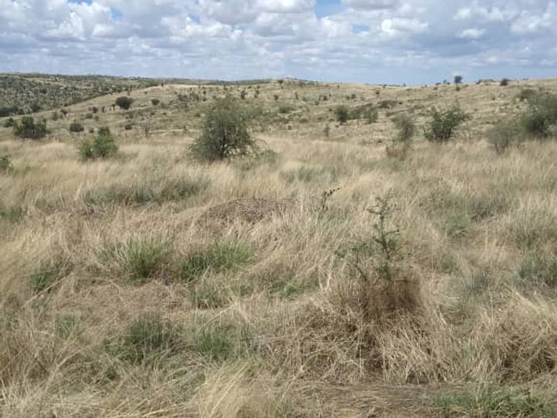 A wide-angle view of the vacant residential land featuring natural dry grass and native shrubs under a clear blue sky.