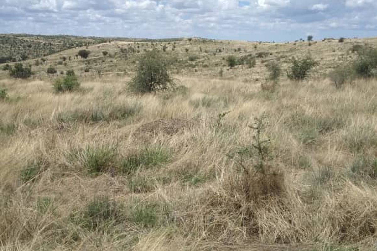 A wide-angle view of the vacant residential land featuring natural dry grass and native shrubs under a clear blue sky.