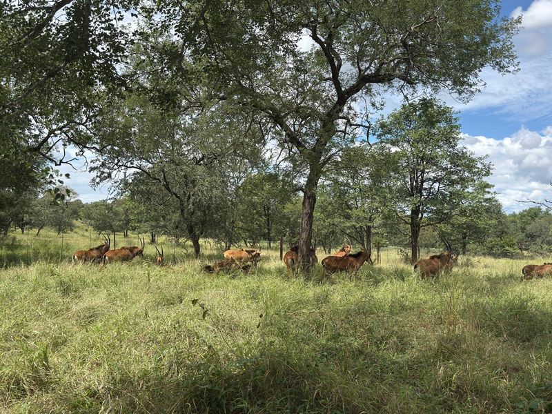 731ha Elite Game Breeding Operation | Gravelotte-Hoedspruit - Photo 6