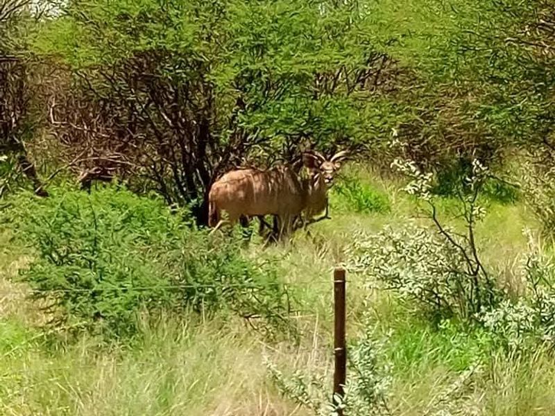 A view of the vacant residential land featuring natural bushveld vegetation and a wire fence boundary.