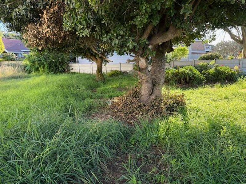 A view of the residential garden area featuring mature trees and a boundary wall, currently requiring landscaping and maintenance.