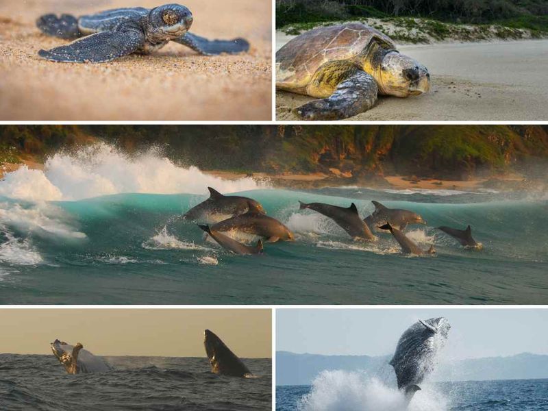 Nestled within the heart of the iSimangaliso Wetland Park, a UNESCO World Heritage Site. - Photo 10