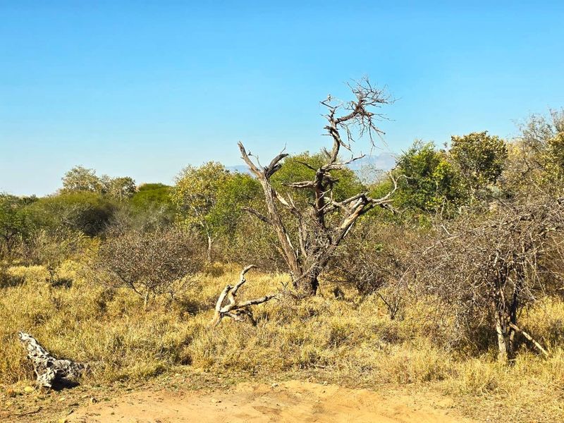 A natural landscape view featuring indigenous trees and dry bushveld vegetation under a clear blue sky.