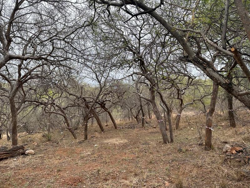 Discover Eco-Living at Elephant Rock Eco Estate – Vacant Land Now Available - Photo 3