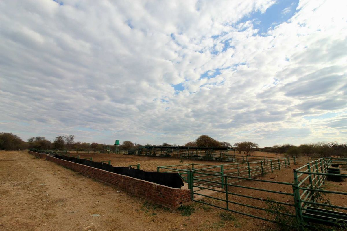 951ha Prime Wildlife, Cattle & Farming Farm for Sale – Limpopo Bushveld - Photo 2
