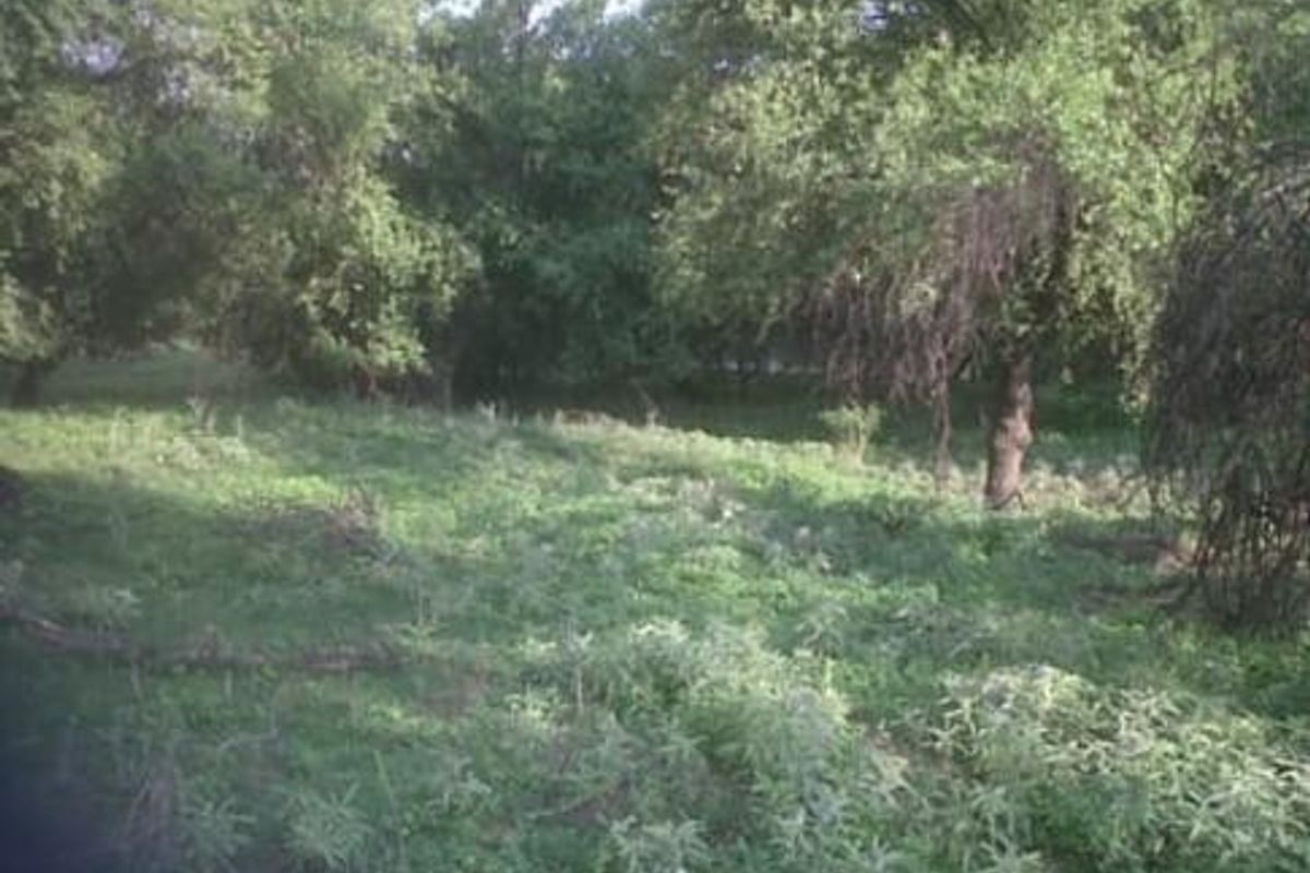 A view of a vacant residential plot featuring mature trees and natural vegetation.