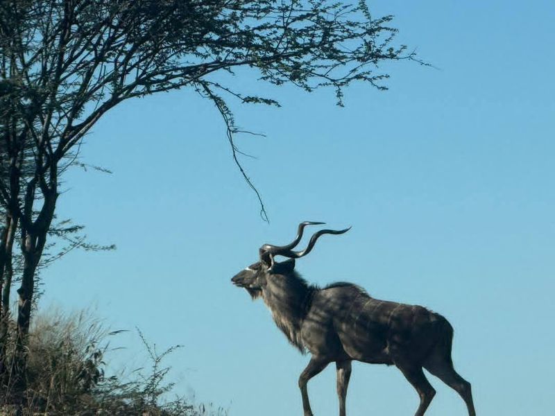 A photograph of a Kudu antelope in a natural farm landscape setting.