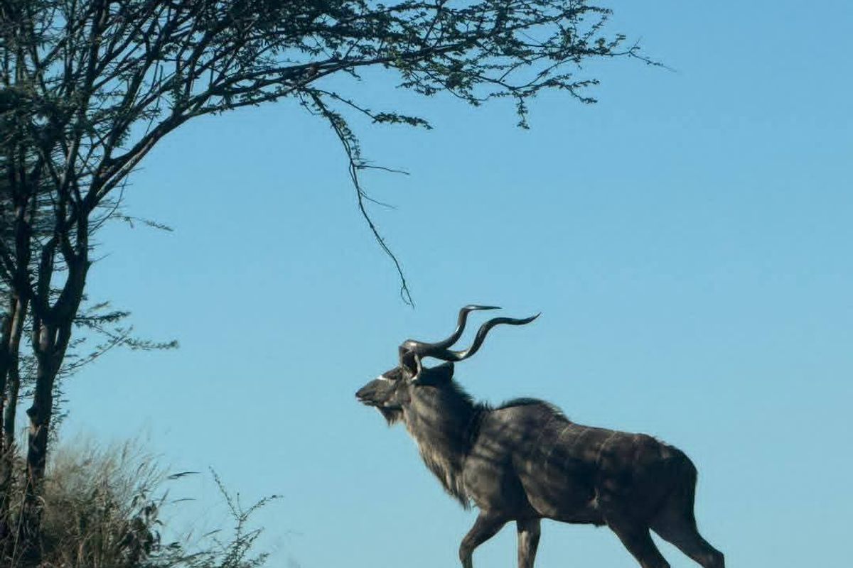 A photograph of a Kudu antelope in a natural farm landscape setting.