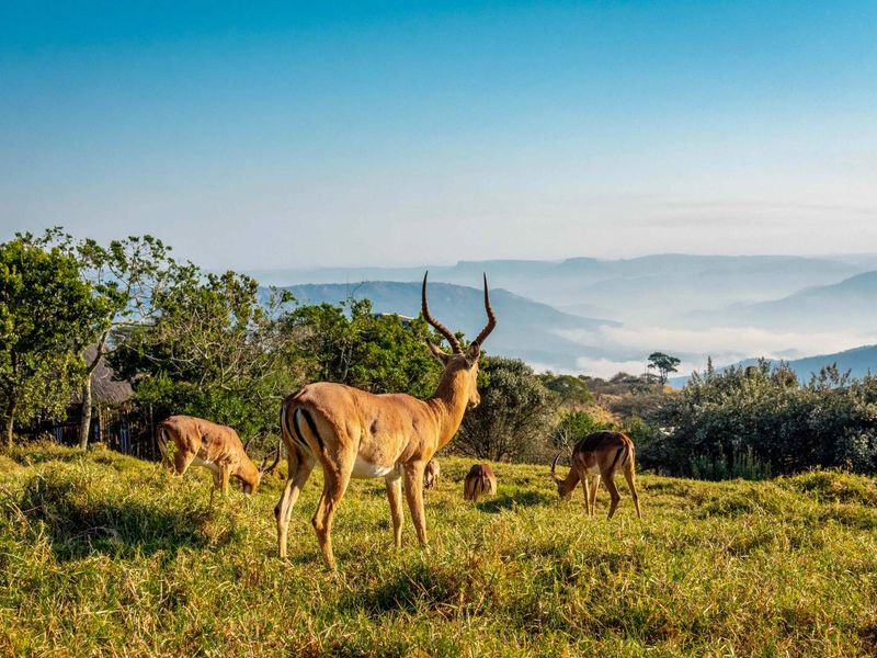 ALMOST PANCAKE LEVEL LAND IN THE PRESTINE PHEZULU ECO ESTATE! - Photo 7