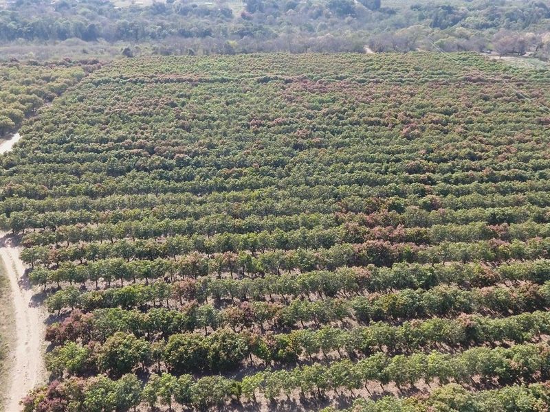 An aerial view of a large, well-maintained agricultural orchard with rows of trees and an adjacent dirt access road.