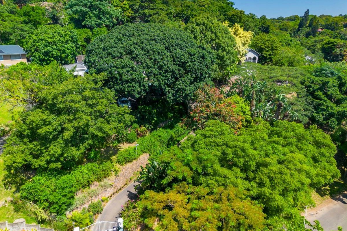 Aerial view of a lush, tree-filled property featuring a private driveway, secure gated entrance, and extensive mature landscaping.