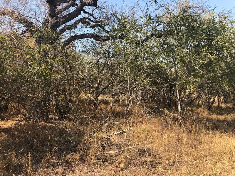 River stand on seasonal river with large indigenous trees. - Photo 7
