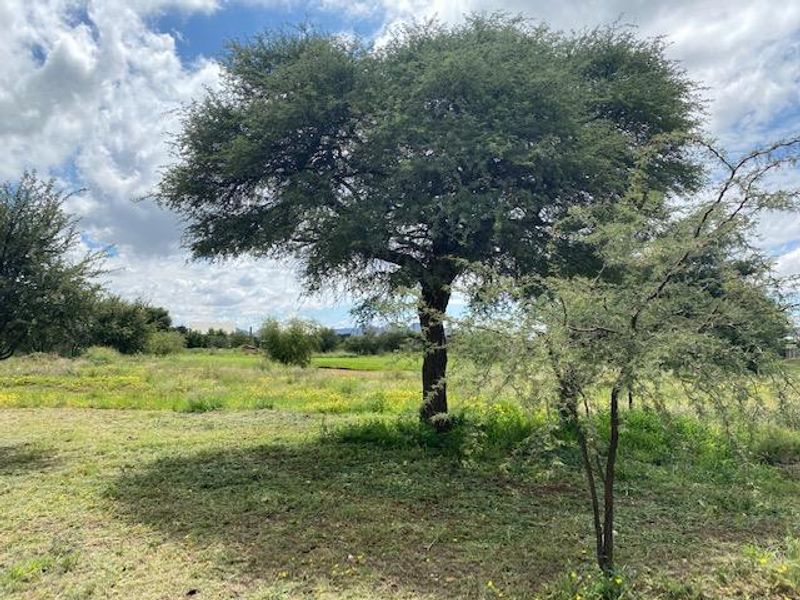 A view of the vacant residential land featuring established trees and natural grass cover.