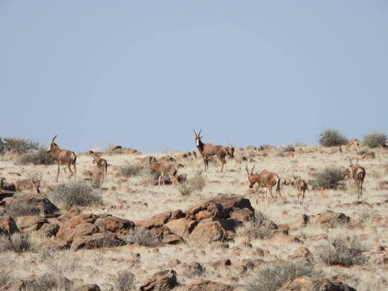 Spacious game farm in the far South of Namibia – perfectly located 266km from Keetmanshoop in the direction of Noordoewer, and only 20km from the main road. - Photo 3