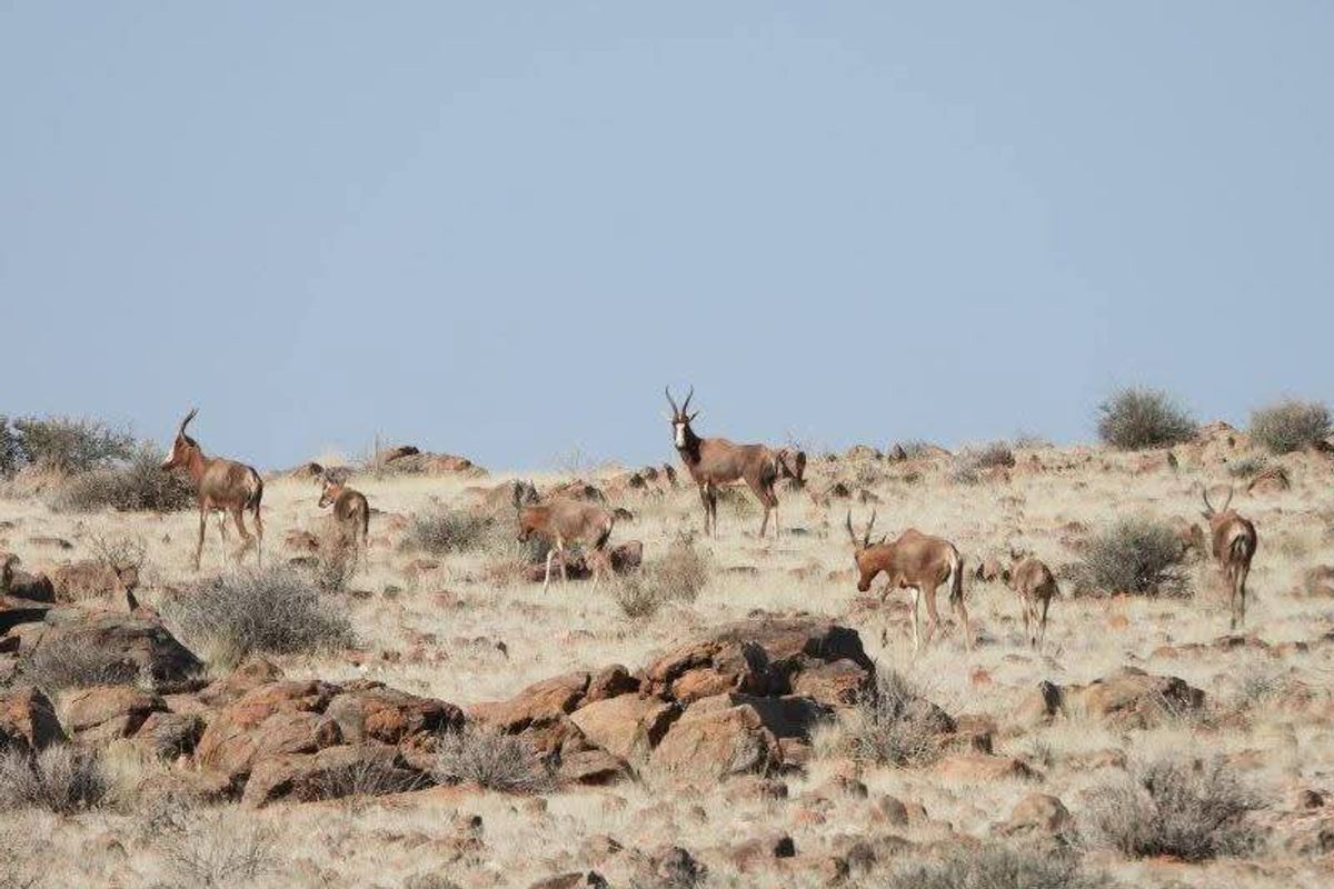 Spacious game farm in the far South of Namibia – perfectly located 266km from Keetmanshoop in the direction of Noordoewer, and only 20km from the main road. - Photo 3