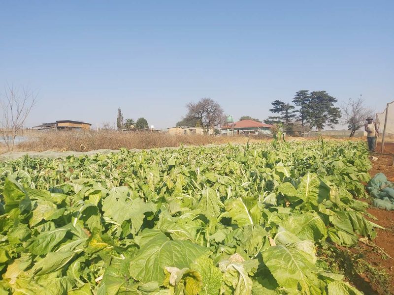 Massive Agricultural property with vegetable gardens and chicken coops - Photo 9