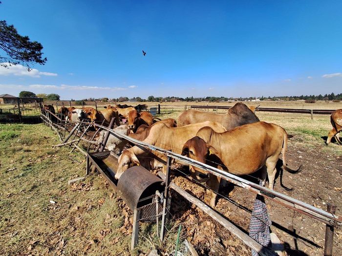 Property #2501883, Farm For Sale in Meyerton Rural