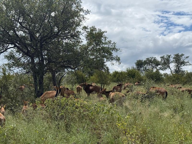 731ha Elite Game Breeding Operation | Gravelotte-Hoedspruit - Photo 5