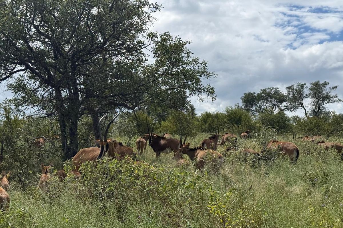 731ha Elite Game Breeding Operation | Gravelotte-Hoedspruit - Photo 5