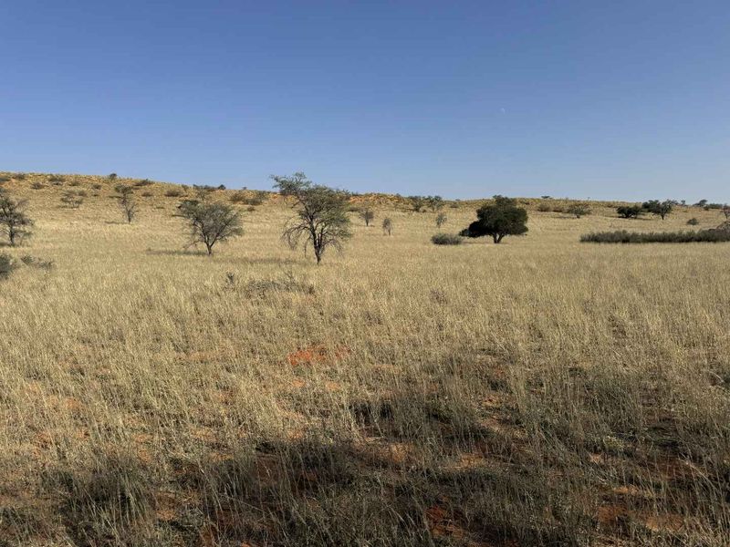 A wide-angle view of the expansive, dry grassland landscape characteristic of the farm property, featuring scattered indigenous trees and rolling terrain.