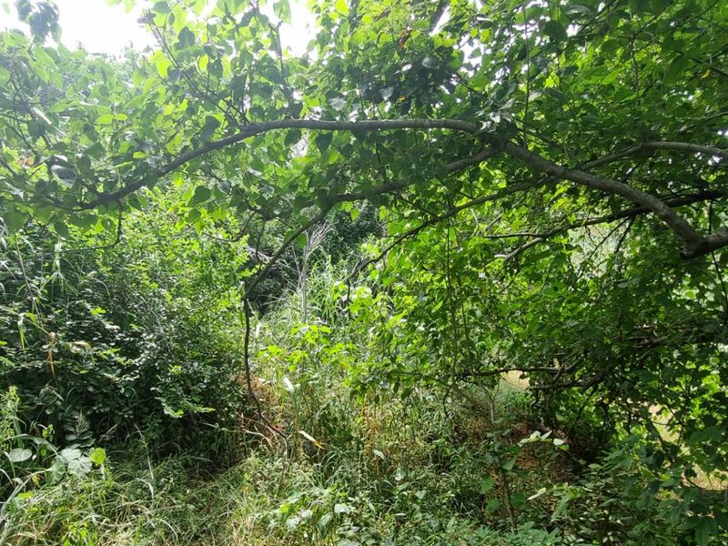 Vacant Stand in Elephant Rock Eco Estate - Photo 10