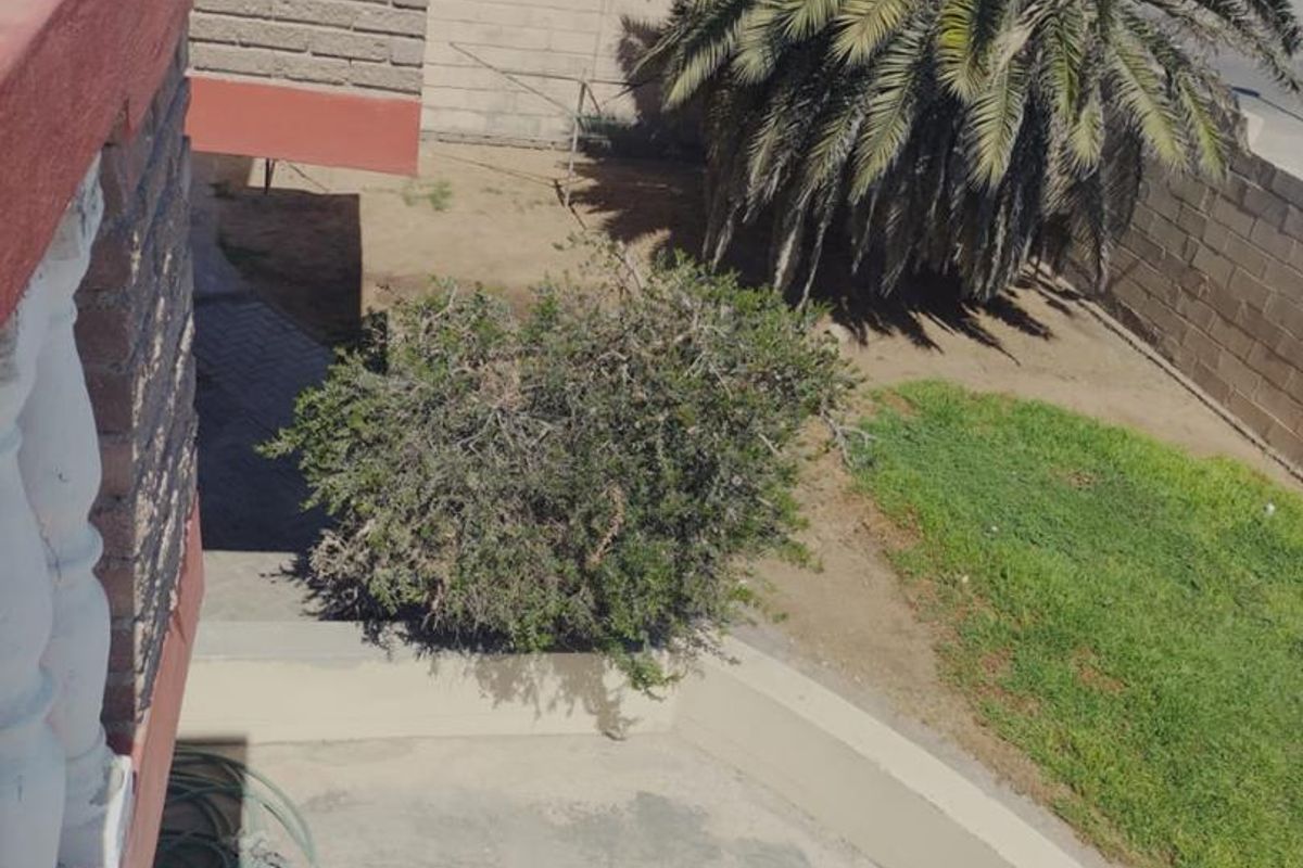 An elevated view of the rear garden area featuring a concrete patio, established palm tree, and lawn space enclosed by boundary walls.