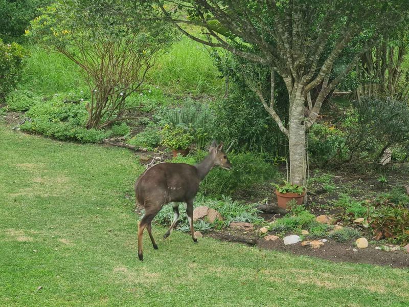 Three bedroom retreat in nature’s paradise - Photo 4