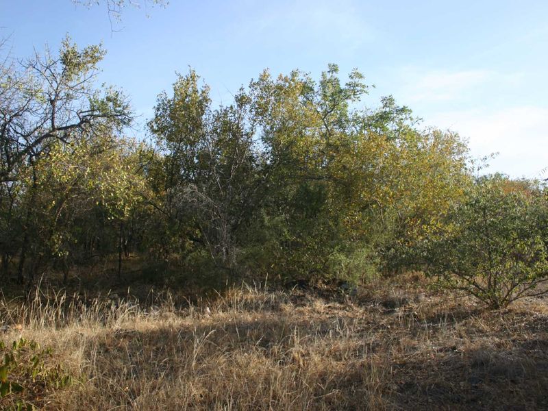 A view of the natural, undeveloped residential land featuring established trees and native vegetation.