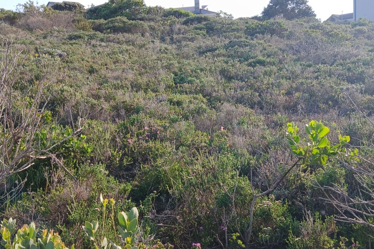 A view of a sloped, undeveloped residential plot covered in natural indigenous vegetation.