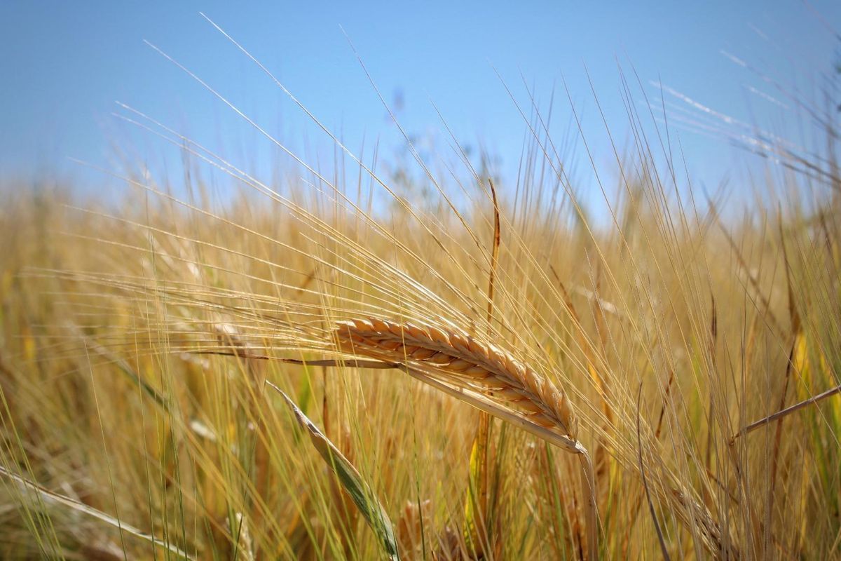 Wanted: Visionary Robust Investors/Developers!! - Photo 4