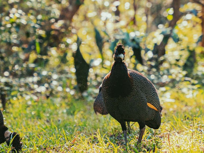 Bush Lodge with Income Potential – Kuleni Game Park, Hluhluwe - Photo 8