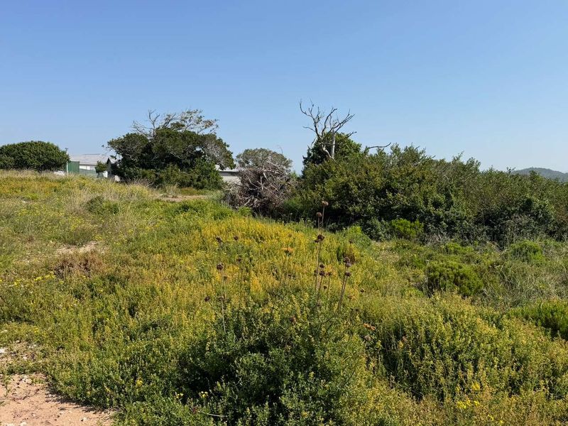 A view of a vacant residential plot featuring natural vegetation, shrubs, and mature trees under a clear sky.