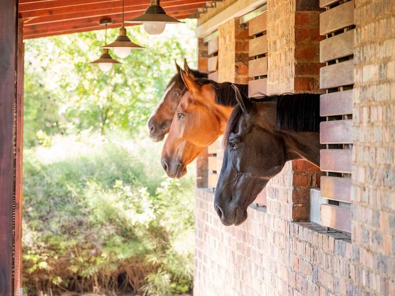 Stand in The Woods at Steyn City – One of the Estate’s Best Positioned Stands - Photo 10