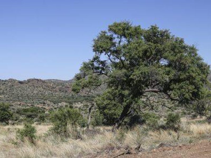 Herboths Blick - Woodlands - 31 premium plots, sold per hectare. - Photo 5