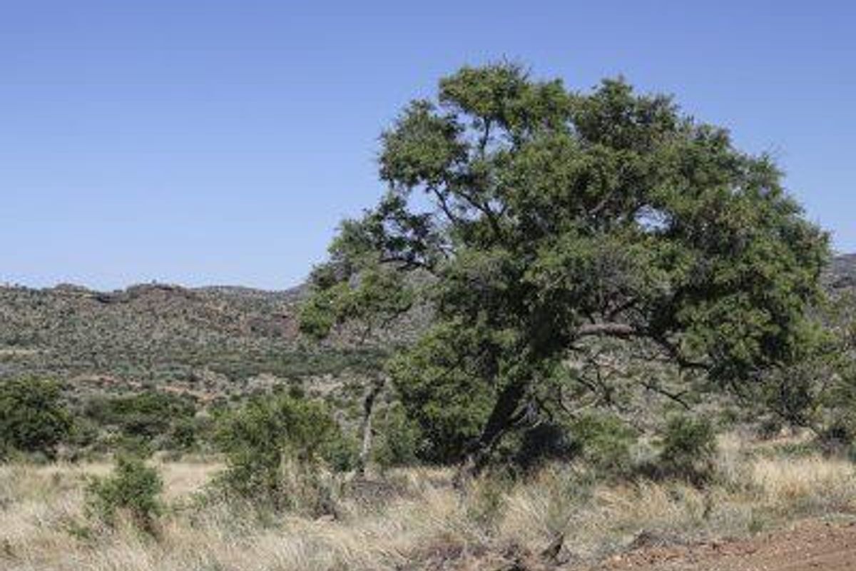 Herboths Blick - Woodlands - 31 premium plots, sold per hectare. - Photo 5