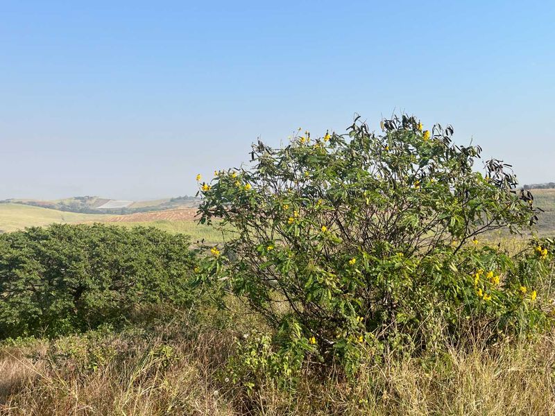 A scenic view of the surrounding landscape and rolling hills, showcasing the natural terrain of the vacant residential land.